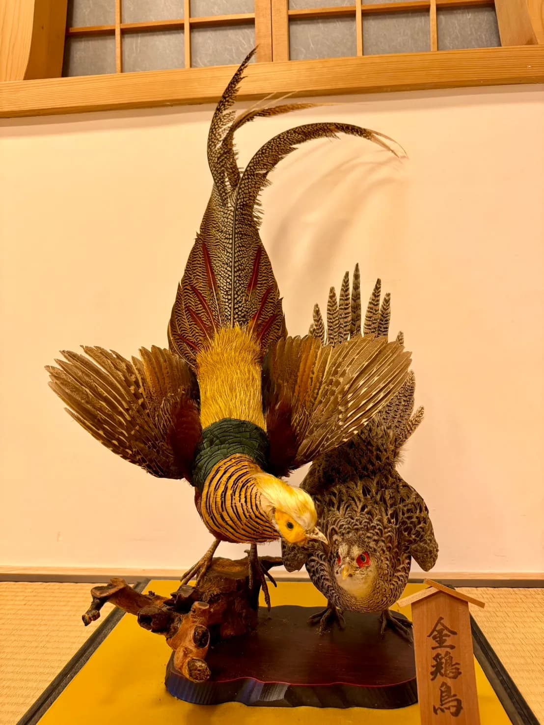 金鶏(きんけい)の剥製